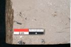 Foto (Detailansicht) von Persea speciosa Heer (NHMW-GEO-2024-0188-7995)